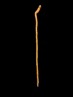 Bastone popolare in legno di bosso con due figure grottesche e serpente.