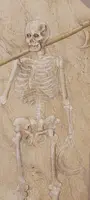 Memento Mori Scheletro grande dipinto a tempera su tela XVIII secolo .Italia