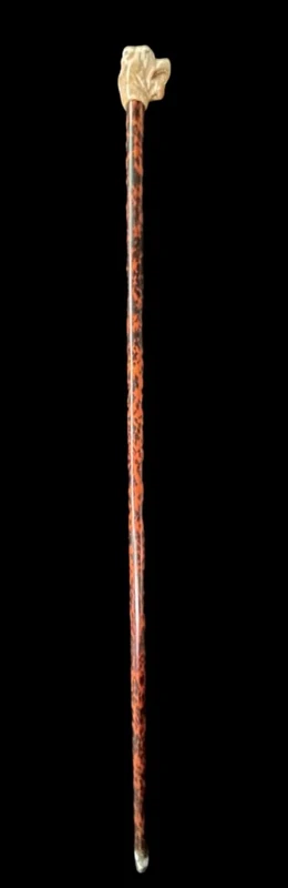 A walking stick with an ivory knob shaped like the head of a Molosser dog.