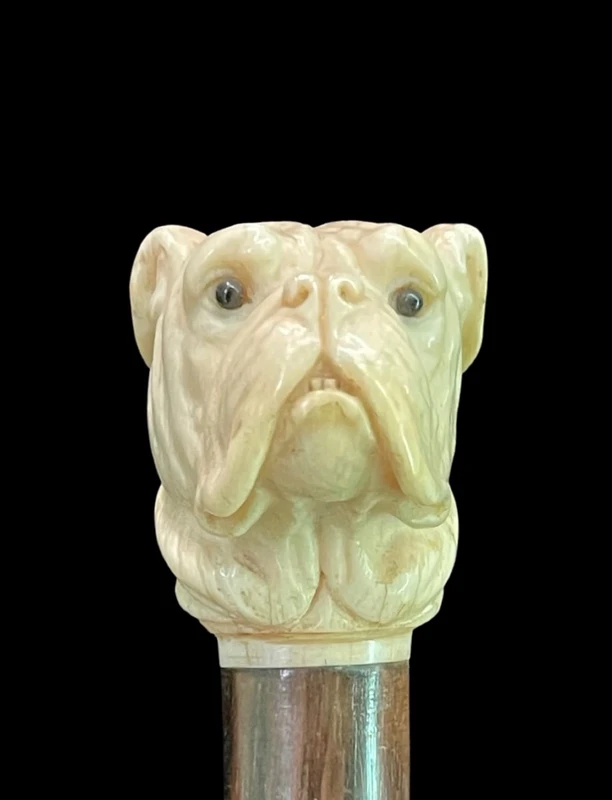 A walking stick with an ivory knob depicting the head of a Molosser dog.