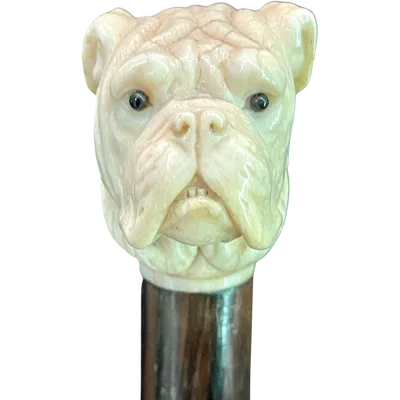 A walking stick with an ivory knob depicting the head of a Molosser dog.