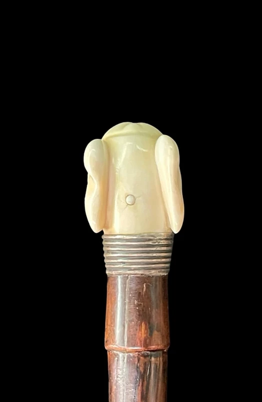 A cane with a side handle made of ivory in the shape of a greyhound's head.