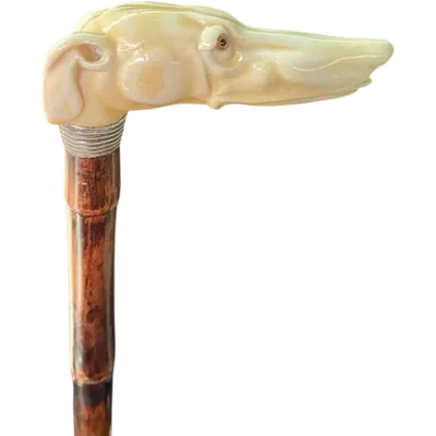 A cane with a side handle made of ivory in the shape of a greyhound's head.