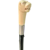 Cane with an ivory knob shaped like a lion's head.
