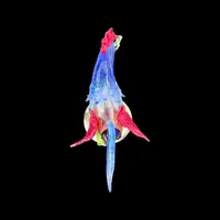 Coq en verre épais multicolore avec incrustation de feuille d'or.