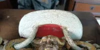 Ancien blason en bois laqué et doré, fin du XVIIe - début du XVIIIe siècle