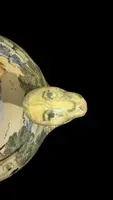 Cafetière en faïence, de forme piriforme, avec un bec verseur en forme de serpent.
