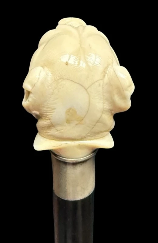 Bastone con pomolo in avorio raffigurante cane molosso.