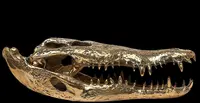 Testa di coccodrillo in bronzo dorato
