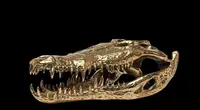 Testa di coccodrillo in bronzo dorato
