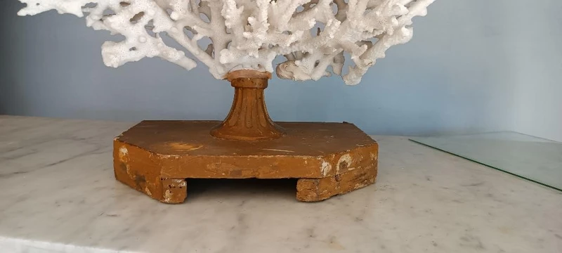 Antique white coral on lacquered base