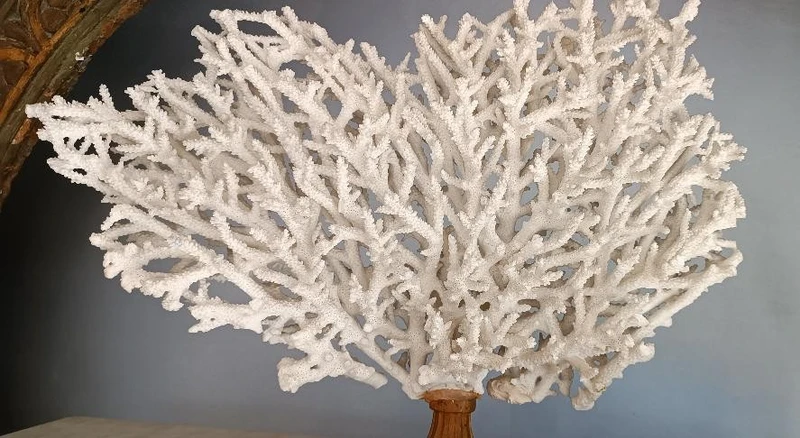 Antique white coral on lacquered base
