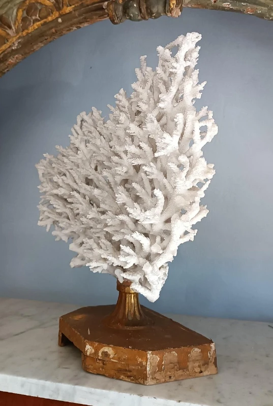 Antique white coral on lacquered base