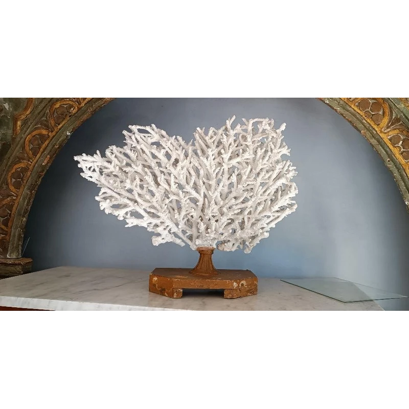 Antique white coral on lacquered base