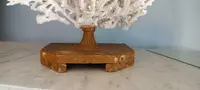 Antique white coral on lacquered base