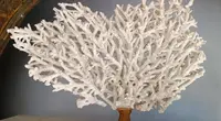 Antique white coral on lacquered base