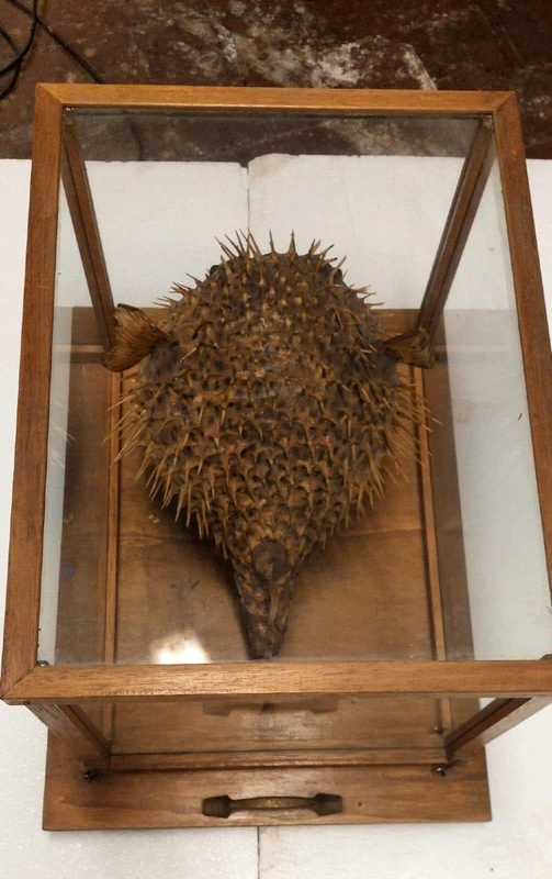 GRANDE PESCE ISTRICE CON BACHECA  LEGNO E VETRO ANTICO