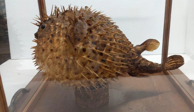 GRANDE PESCE ISTRICE CON BACHECA  LEGNO E VETRO ANTICO