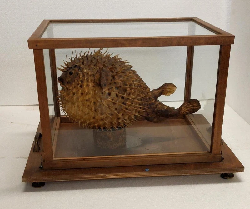 GRANDE PESCE ISTRICE CON BACHECA  LEGNO E VETRO ANTICO