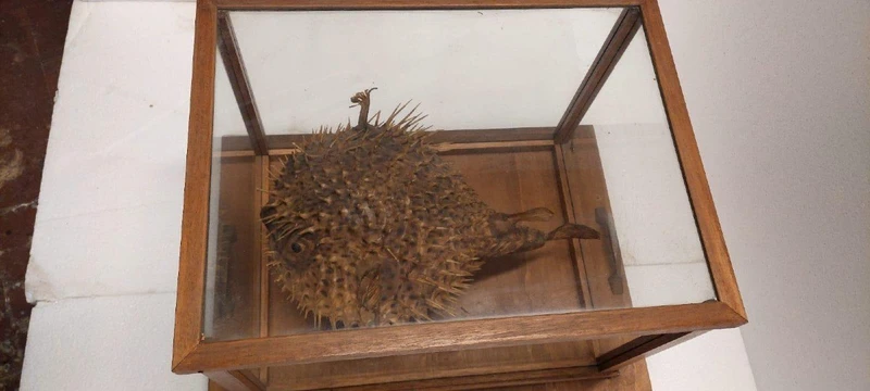GRANDE PESCE ISTRICE CON BACHECA  LEGNO E VETRO ANTICO