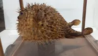 GRANDE PESCE ISTRICE CON BACHECA  LEGNO E VETRO ANTICO