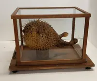 GRANDE PESCE ISTRICE CON BACHECA  LEGNO E VETRO ANTICO