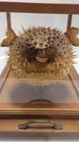 GRANDE PESCE ISTRICE CON BACHECA  LEGNO E VETRO ANTICO