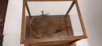 GRANDE PESCE ISTRICE CON BACHECA  LEGNO E VETRO ANTICO
